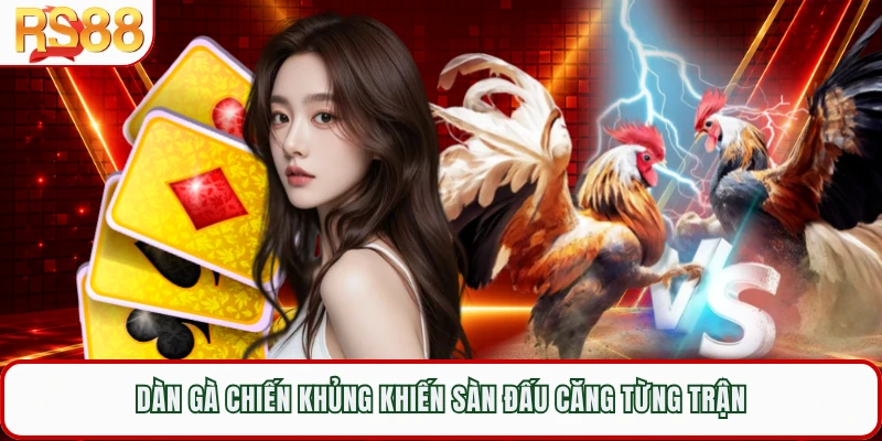 Dàn gà chiến khủng khiến sàn đấu căng từng trận 